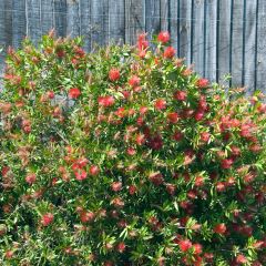 Callistemon citrinus Splendens - Rince-bouteille