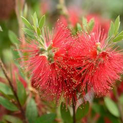 Callistemon (x) laevis