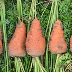 Carotte de Chantenay à coeur rouge - Daucus carota