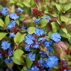 Ceratostigma plumbaginoides - Dentelaire