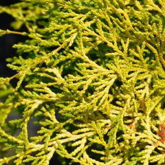 Chamaecyparis obtusa Kamarachiba - Faux cyprès hinoki du Japon               