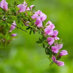 Chamaecytisus purpureus - Genêt pourpre