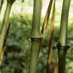 Chimonobambusa tumidissinoda Macrophylla - Bambou moyen