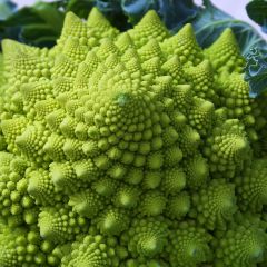 Chou Brocoli Romanesco