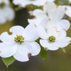 Cornus florida - Cornouiller à fleurs d'Amérique