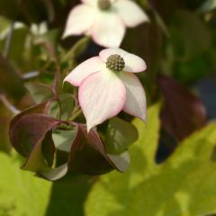 Cornus kousa Cappuccino - Cornouiller du Japon