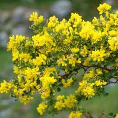 Coronilla valentina Glauca - Coronille glauque