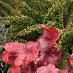 Cotoneaster adpressus Little Gem