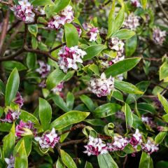 Daphne Perfume Princess - Daphné parfumé