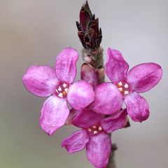 Daphne mezereum var. rubra