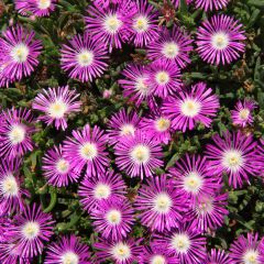 Graines de Pourpier de Cooper Stardust - Delosperma floribundum 