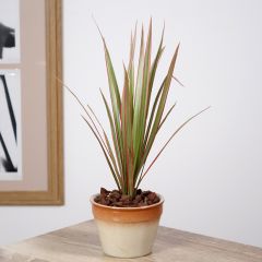 Dracaena Bicolor - Dragonnier
