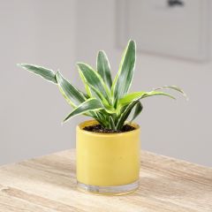Dracaena Lemon Surprise - Dragonnier 