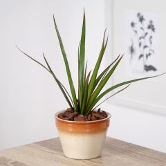 Dracaena marginata - Dragonnier de Madagascar