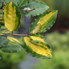 Elaeagnus ebbingei Eleador - Chalef