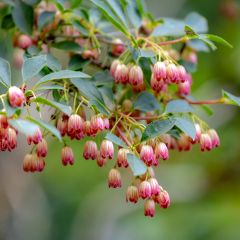 Enkianthus campanulatus - Andromède campanulée