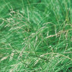 Eragrostis trichodes - Herbe d'amour