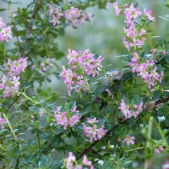 Escallonia Apple Blossom