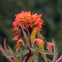 Euphorbia griffithii Fireglow - Euphorbe orange