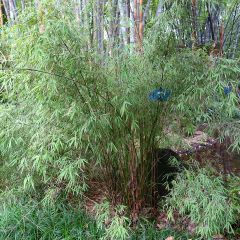 Fargesia angustissima - Bambou non traçant