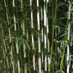 Fargesia robusta Pingwu - Bambou non traçant
