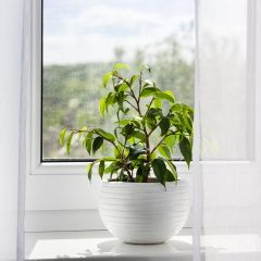 Ficus Exotica - Figuier pleureur