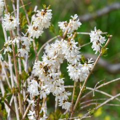 Forsythia blanc de Corée, Abeliophyllum distichum
