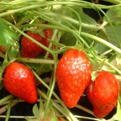 Fraisier Ciflorette (non remontant)