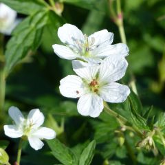 Géranium vivace richardsonii