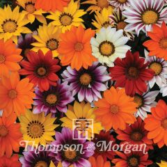 Graines de Gazania New Day Mix F1 ( Zany F1 Mix)