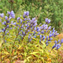Gentiane asclépiade - Gentiana asclepiadea