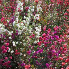 Graines de Clarkia unguiculata Excellent mix