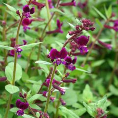 Graines de Cuphea lanceolata Purple Passion