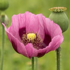 Graines de Pavot - Papaver somniferum nigrum