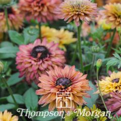Graines de Rudbeckia Caramel mixed  en mélange ( Sahara Mix)