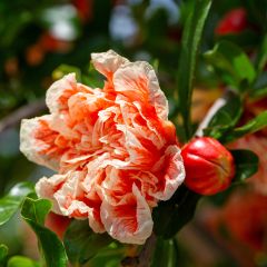 Grenadier à fleurs - Punica granatum California Sunset