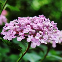 Hortensia macrophylla Ayesha