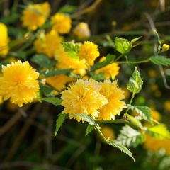 Kerria Japonica 'Pleniflora'