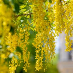 Laburnum anagyroides - Cytise à grappe