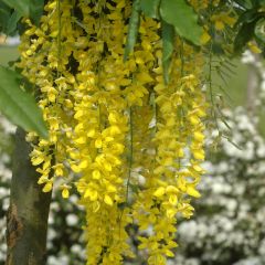Laburnum watereri Vossii - Cytise pluie d'or