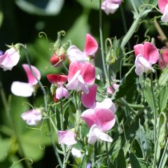 Graines de Pois de senteur nain Cupid Pink - Lathyrus odoratus