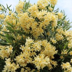 Laurier rose - Nerium oleander Jaune