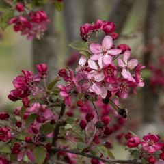 Pommier d'ornement - Malus Coccinella Courtarou