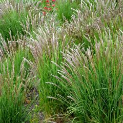 Melica ciliata - Mélique ciliée