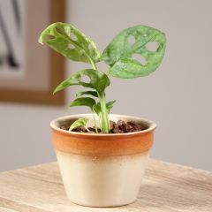 Monstera adansonii - Plante gruyère