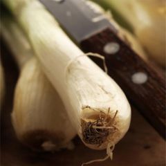 Oignon Ishikura Long White Bio