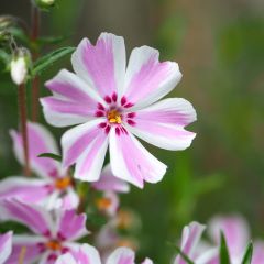 Phlox mousse Candy Stripes - Phlox subulata