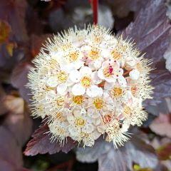 Physocarpus opulifolius Diabolo - Physocarpe à feuilles pourpres