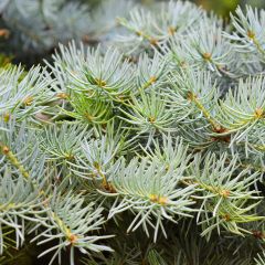 Picea abies Eagle Point - Epicea commun nain                         