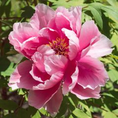 Pivoine arbustive Pink - Paeonia suffruticoa